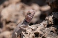 Lizard in Geopark of Al Huqf Al Wusta, Oman Royalty Free Stock Photo