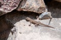 Lizard in Geopark of Al Huqf Al Wusta, Oman Royalty Free Stock Photo