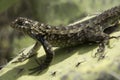 A lizard getting the rays of sun