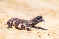 Lizard Gila Monster Heloderma suspectum north america Royalty Free Stock Photo