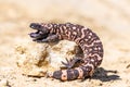 Lizard Gila Monster Heloderma suspectum north america Royalty Free Stock Photo