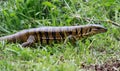 Lizard Gold Tegu (Trinidad)