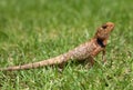 Lizard on the grass Royalty Free Stock Photo
