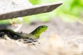 Lizard on the grass