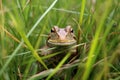 lizard with a grasshopper in its mouth, camouflaged in tall grass