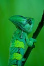 Lizard, Green Royalty Free Stock Photo