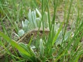 Lizard on the green grass Royalty Free Stock Photo
