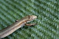 Lizard on green pattern