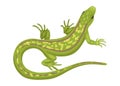 Lizard, a green small reptile, a species of common lizard. Vector animal on white background, cartoon illustration Royalty Free Stock Photo