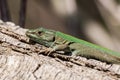 Lizard Royalty Free Stock Photo