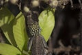 Lizard with Green Stripes and Spines on its Head Just Ate a Bee Royalty Free Stock Photo