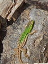 Lizard green on the wood