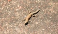 Lizard on the ground basking in the sun Royalty Free Stock Photo