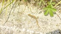 Lizard on the ground basking in the sun Royalty Free Stock Photo