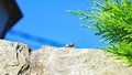 Lizard on the ground basking in the sun Royalty Free Stock Photo