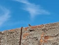Lizard, a small squamate reptile over an unfinished masonry wall, with a blue sky background.