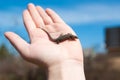 Lizard on hand Royalty Free Stock Photo