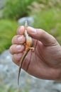Lizard on hand Royalty Free Stock Photo