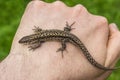 Lizard in hands of the person, small reptile