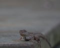 A lizard hanging out in the Florida heat during Summer Royalty Free Stock Photo