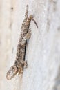 Lizard Hanging On A Wall