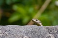 Lizard head up Royalty Free Stock Photo