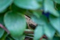 Lizard head view, hiding behind thick green leaves Royalty Free Stock Photo