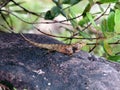 The lizard is heated on a stone, Vietnam 1