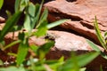 Lizard hiding behind a green plant Royalty Free Stock Photo