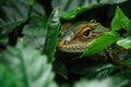 a lizard hiding behind leaves Royalty Free Stock Photo