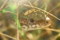 The lizard is hiding in the grass Royalty Free Stock Photo