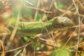 The lizard is hiding in the grass Royalty Free Stock Photo