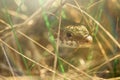The lizard is hiding in the grass Royalty Free Stock Photo