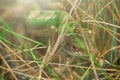 The lizard is hiding in the grass Royalty Free Stock Photo