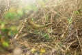 The lizard is hiding in the grass Royalty Free Stock Photo