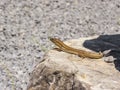 Lizard hiding on the ruins of Ancient Messini, Greece Royalty Free Stock Photo