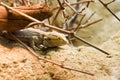 Lizard hiding under branch