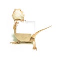 Lizard holding card in hand