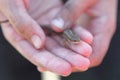 Lizard in human hands close-up