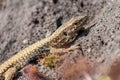 Lizard on the hunt for insects on a hot volcano rock warming up in the sun as hematocryal animal in macro view, isolated and close Royalty Free Stock Photo