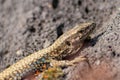 Lizard on the hunt for insects on a hot volcano rock warming up in the sun as hematocryal animal in macro view, isolated and close Royalty Free Stock Photo