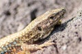 Lizard on the hunt for insects on a hot volcano rock warming up in the sun as hematocryal animal in macro view, isolated and close Royalty Free Stock Photo