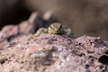 Lizard on the hunt for insects on a hot volcano rock warming up in the sun as hematocryal animal in macro view, isolated and close Royalty Free Stock Photo