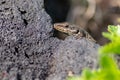 Lizard on the hunt for insects on a hot volcano rock warming up in the sun as hematocryal animal in macro view, isolated and close Royalty Free Stock Photo