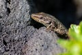 Lizard on the hunt for insects on a hot volcano rock warming up in the sun as hematocryal animal in macro view, isolated and close Royalty Free Stock Photo