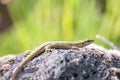 Lizard on the hunt for insects on a hot volcano rock warming up in the sun as hematocryal animal in macro view, isolated and close Royalty Free Stock Photo