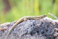 Lizard on the hunt for insects on a hot volcano rock warming up in the sun as hematocryal animal in macro view, isolated and close Royalty Free Stock Photo