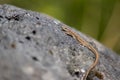 Lizard on the hunt for insects on a hot volcano rock warming up in the sun as hematocryal animal in macro view, isolated and close Royalty Free Stock Photo