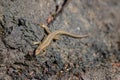 Lizard on the hunt for insects on a hot volcano rock warming up in the sun as hematocryal animal in macro view, isolated and close Royalty Free Stock Photo