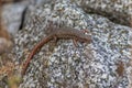 Lizard on the hunt for insects on a hot volcano rock warming up in the sun as hematocryal animal in macro view, isolated and close Royalty Free Stock Photo